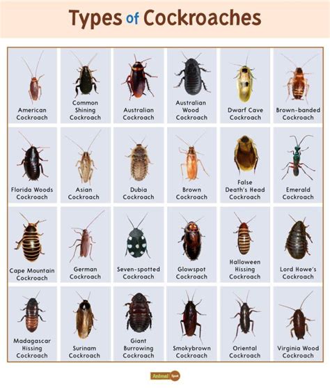 wood roaches in michigan|types of roaches in michigan.